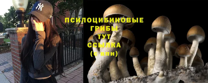 наркошоп  Нытва  Псилоцибиновые грибы Cubensis 